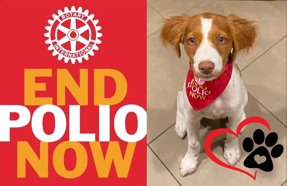 End Polio Now Kennel Klub Pic