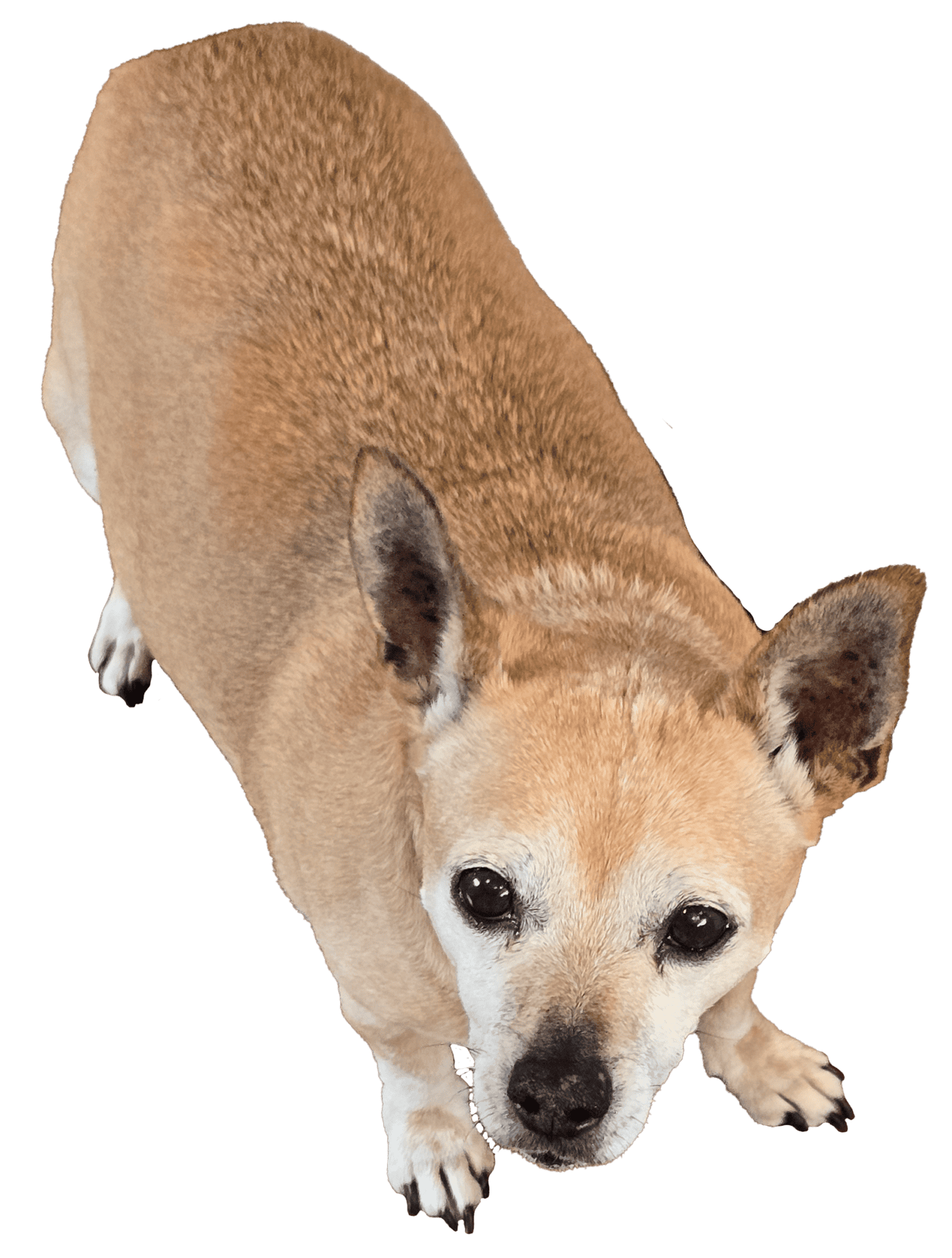 Photo of Yoda, a chiweenie breed of dog with tan and white fur.